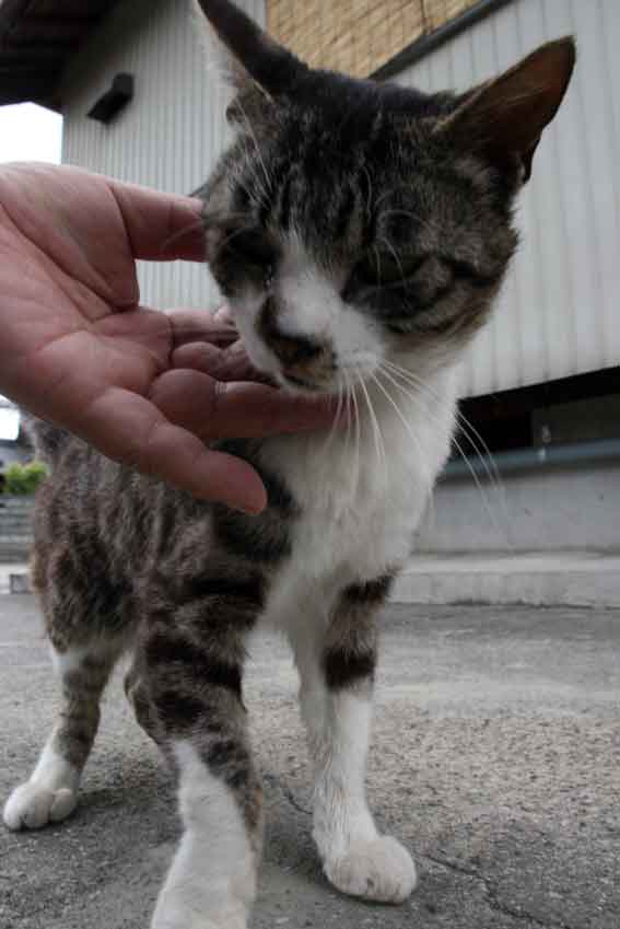 我が家のニャンコ♪2013/5/21-2