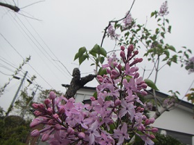 ライラック紫.jpg