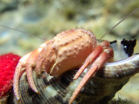 串本磯採集2016年10月上旬32　ソメンヤドカリ（Dardanus pedunculatus）