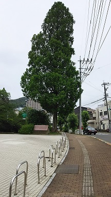 木.jpg