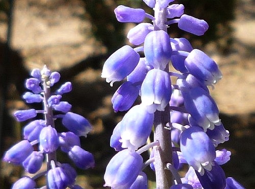 P1130652-1.JPG