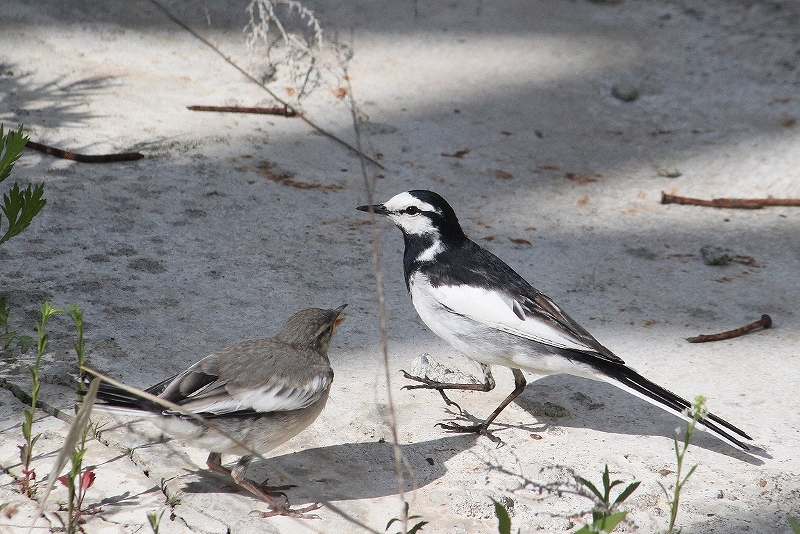 IMG_8294 (800x534).jpg