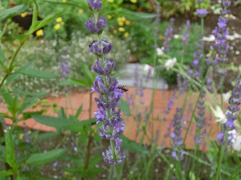 ラベンダーグロッソ