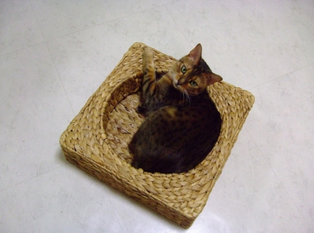 おりこうに お留守番してたのに カルカンのお土産だけでし　ケチ！！
