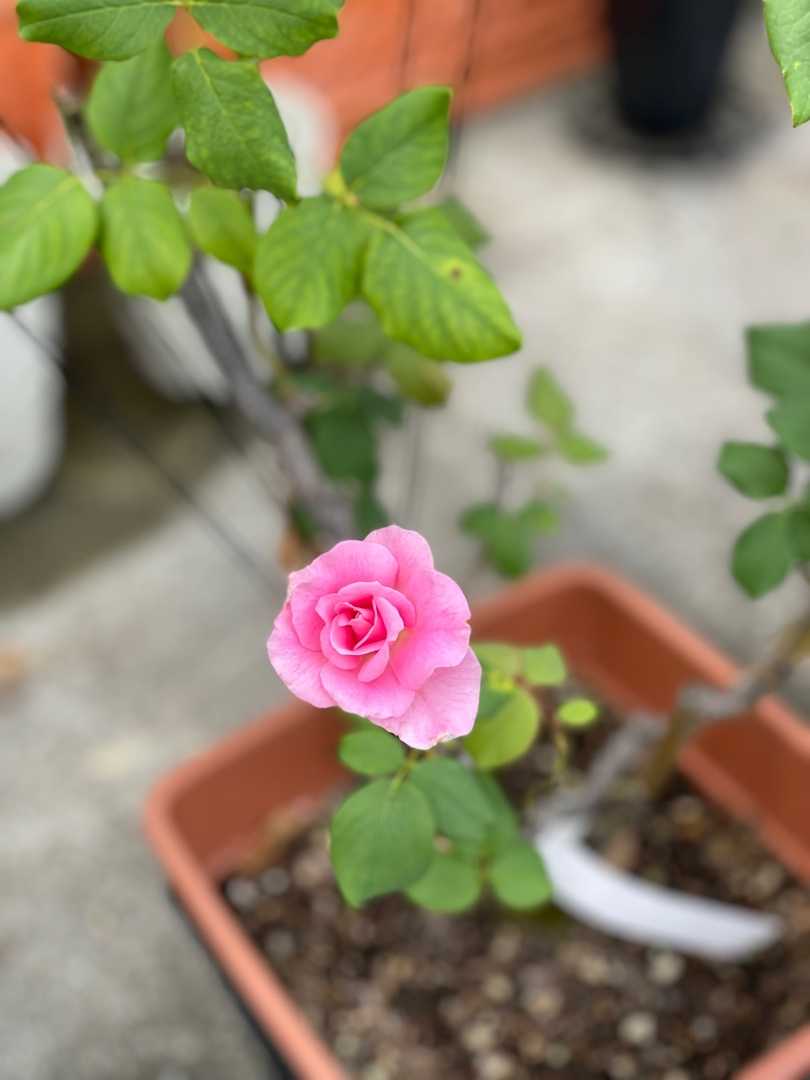 球根倍増と芽吹いたラナンキュラス ラックス ばらと猫とフラメンコ 楽天ブログ