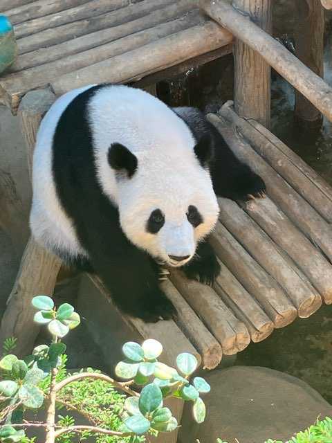 入園入学準備 リバーシブル 9点 セット パンダ 動物 男の子（底値） 入園入学準備 リバーシブル 9点 セット パンダ 動物 男の子（底値