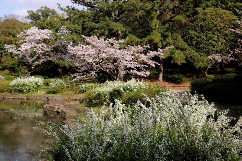 ２ ９８７ 桜便り Huちゃん 写真日記 楽天ブログ