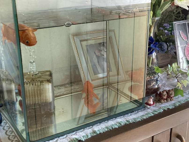 浮いてる金魚と沈んでいる金魚と ｔｅａ ｇａｒｄｅｎ ちょっとひとりごと 楽天ブログ