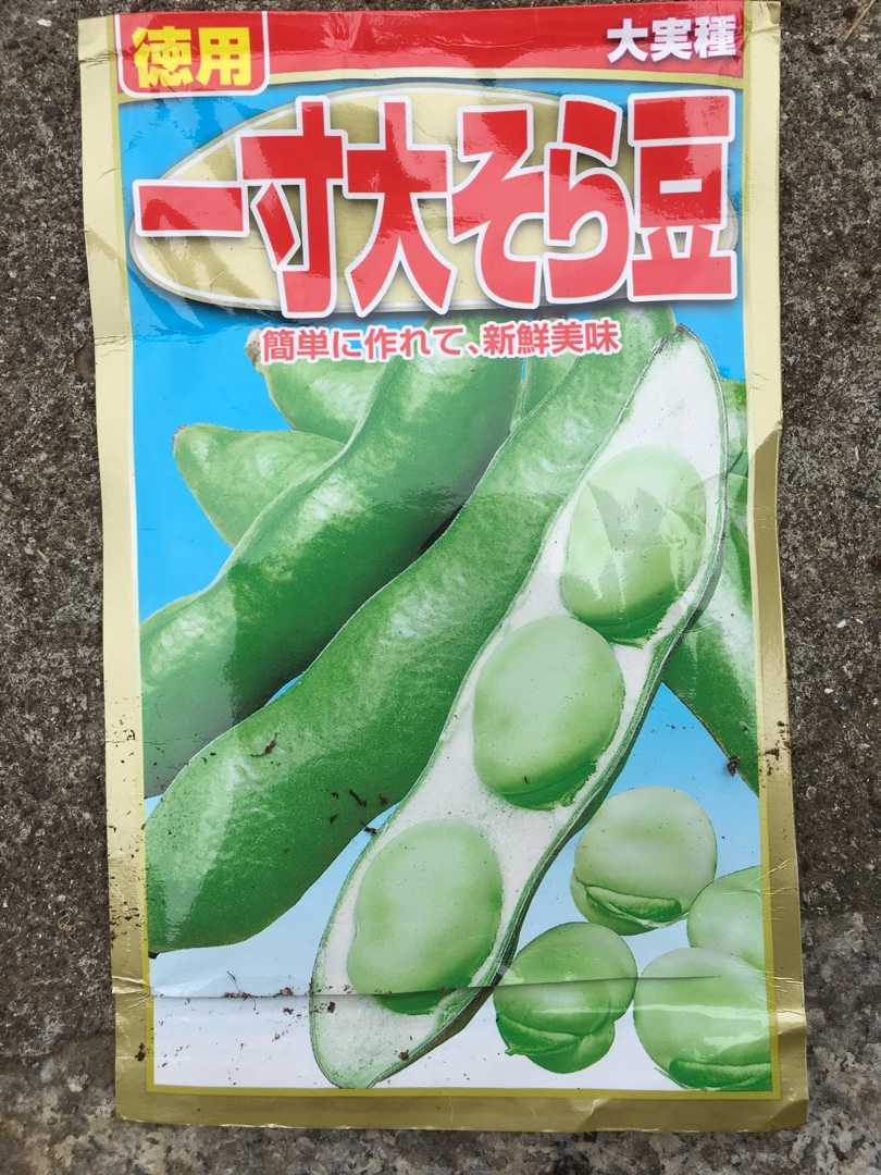 ソラマメとエンドウ スナップ キヌサヤ の種蒔き Futtutyの菜園ブログ 楽天ブログ