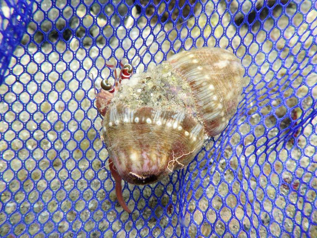 串本磯採集2023年7月上旬43　サメハダヤドカリ（Dardanus gemmatus）