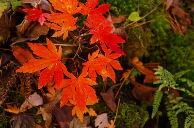 白馬の秋2013 012.jpg