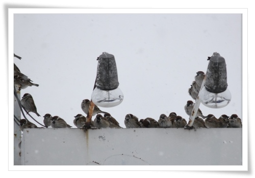 スズメの大群-6 14.2.5