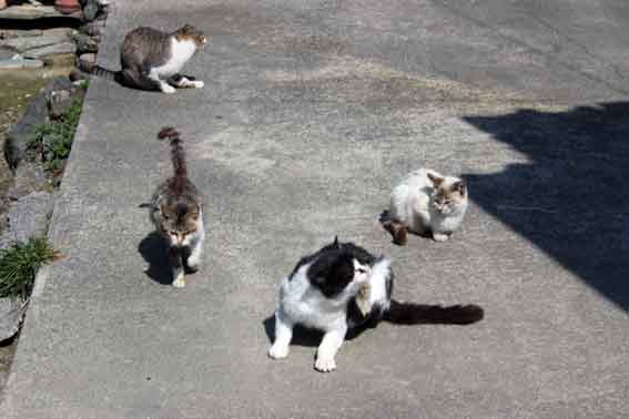 我が家のニャンコ♪2014/03/15-2