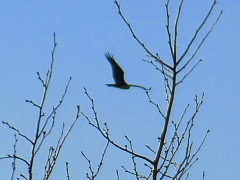 conv0259.JPG