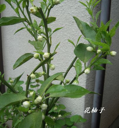 花ユズ花８月初.jpg