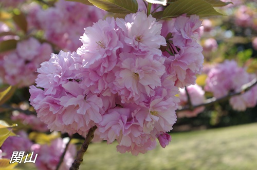 旧芝離宮恩賜庭園