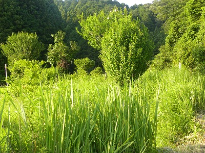 DSCN9614.jpg