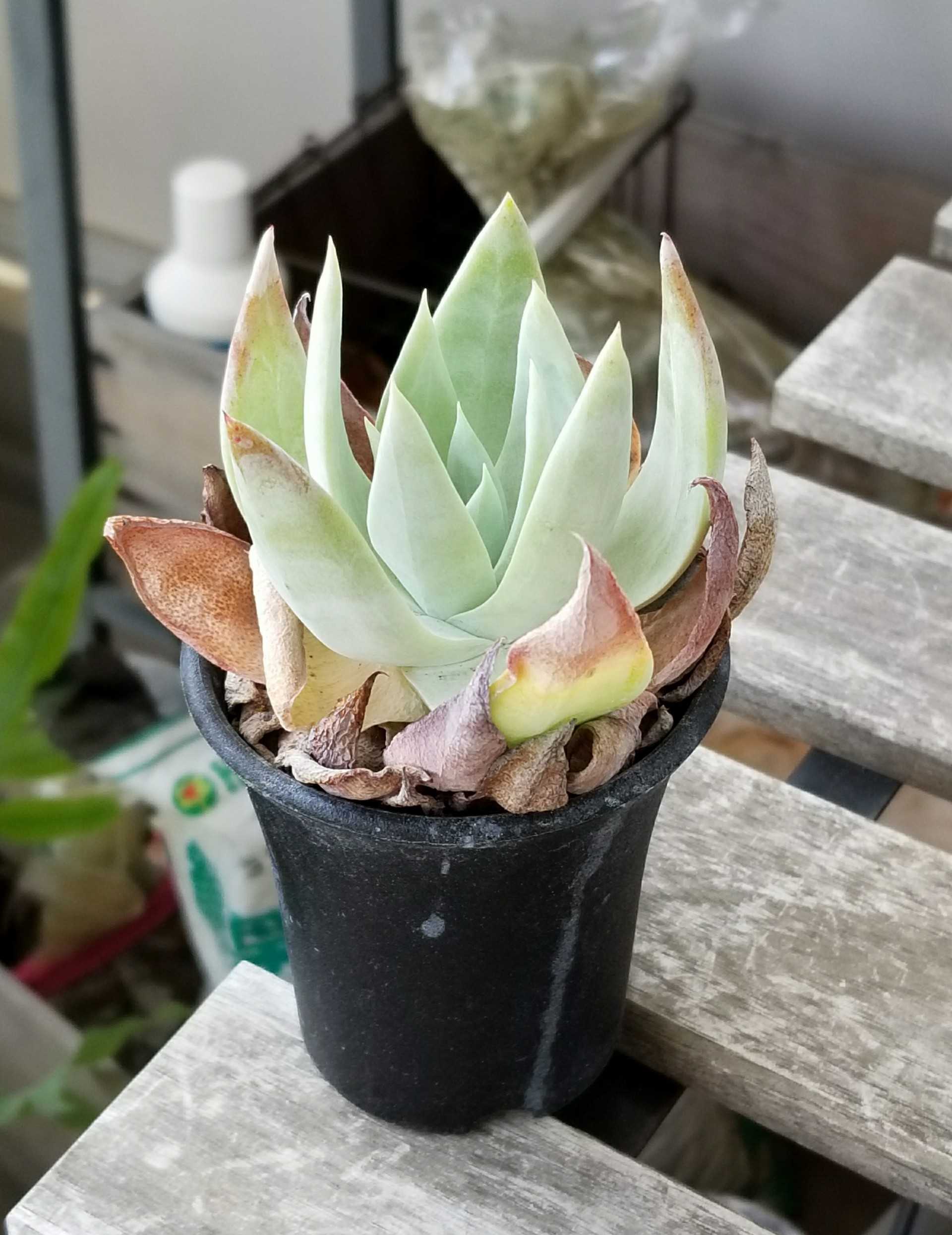 5ページ目の記事一覧 デルオの多肉日記 楽天ブログ