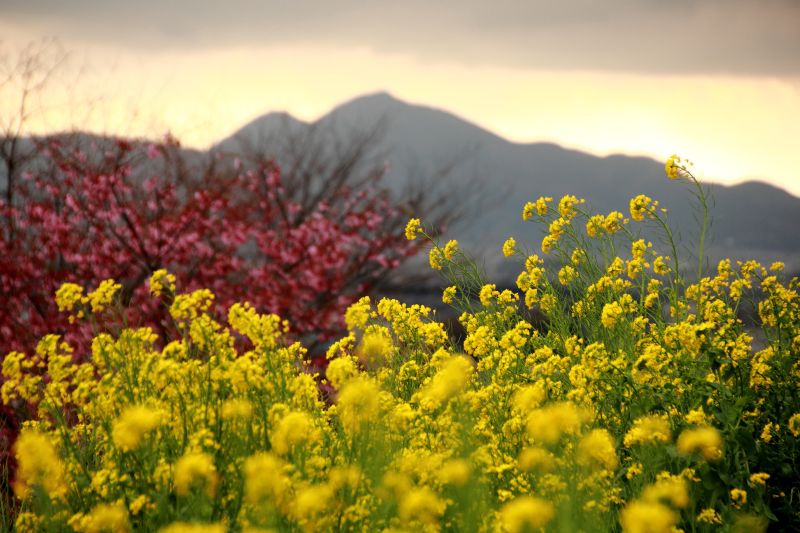 山の辺の道_008.jpg