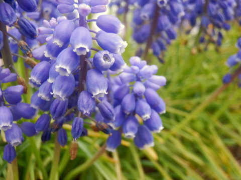 ムスカリの花の中