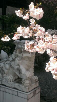 Sakura in Omi jingu shrine