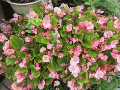 種から花を育てる 狭い庭を花いっぱいにする育て方 楽天ブログ