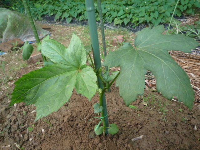 オクラに支柱を立てました ズッキーニ 大根の収穫です 茉優 翔 家庭菜園ブログ 楽天ブログ