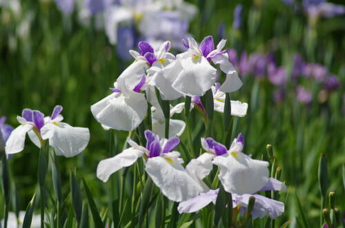 堀切菖蒲園の花菖蒲