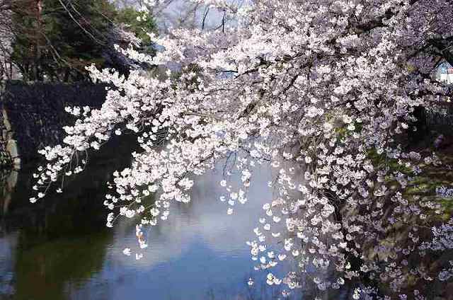 H23.4.17お城の桜