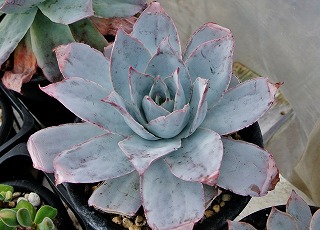 DSC_4849.jpg