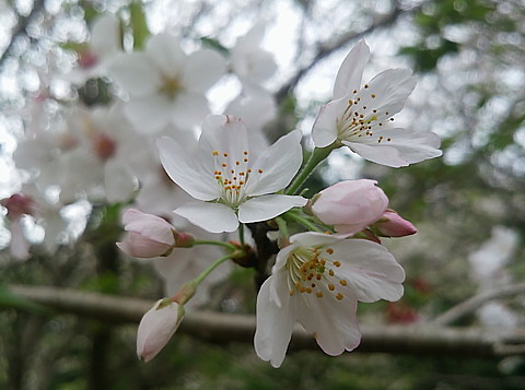IMG_20160409_121915.jpg