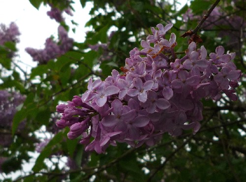 P1100181-1.JPG