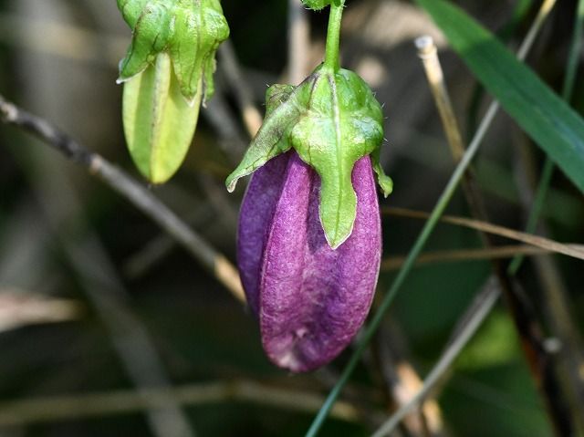 初秋の入笠山に咲く花 トリカブト トモエシオガマ コテングクワガタほか Himekyonの部屋 楽天ブログ