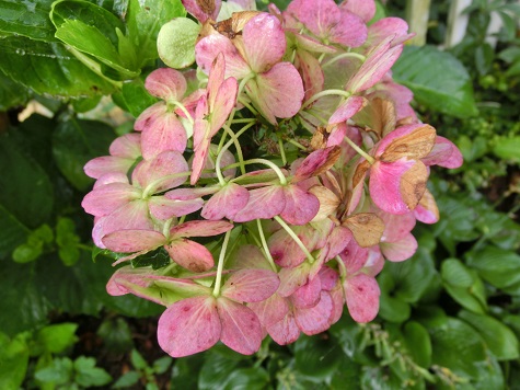 アジサイのドライ