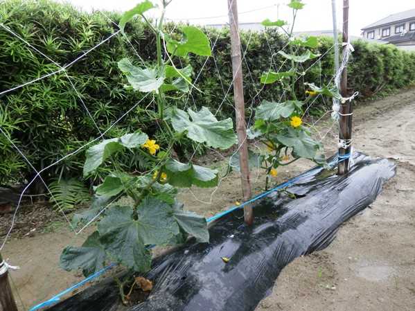 家庭菜園の夏野菜 熟年男の新規就農 ブログ 楽天ブログ