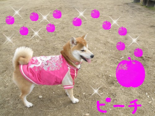 ﾋﾟｰﾁ.JPG