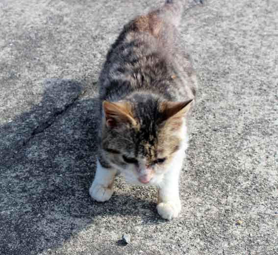 我が家のニャンコ♪2014/03/01-2