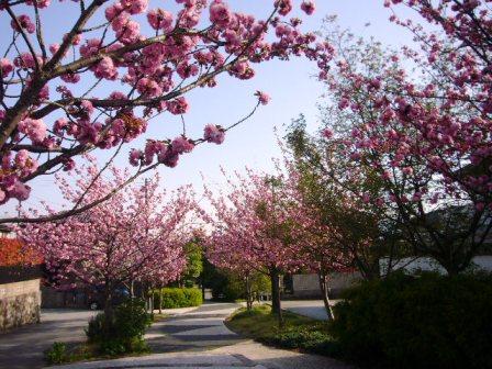 P1140136（八重桜３）.jpg