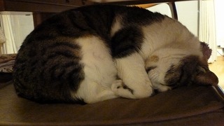 P1010913-ass.jpg