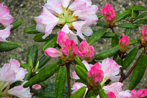 シャクナゲ （石楠花、石南花）