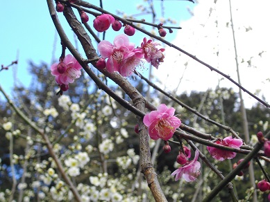 石山寺の梅