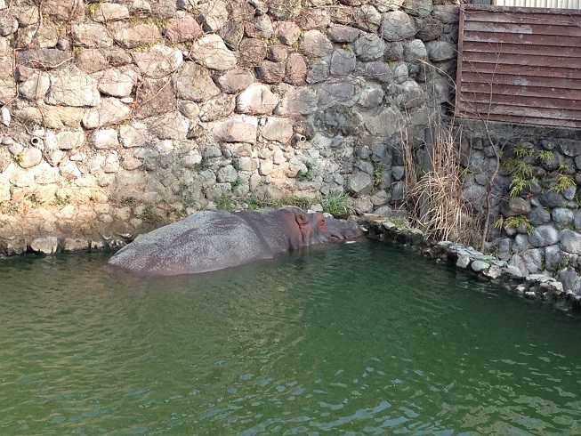 山地獄のカバ.jpg