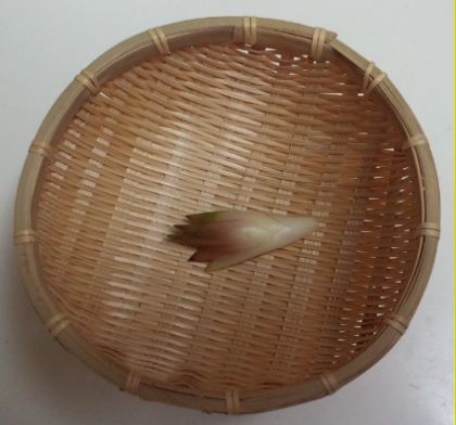 8.3みょうが収獲03.jpg