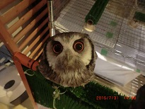 20150731_月島・フクロウのみせ39あそんであそんでー - コピー.JPG