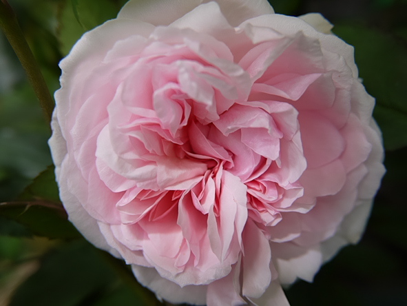 ピンク・グルス・アン・アーヘン