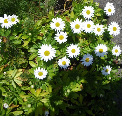 浜菊