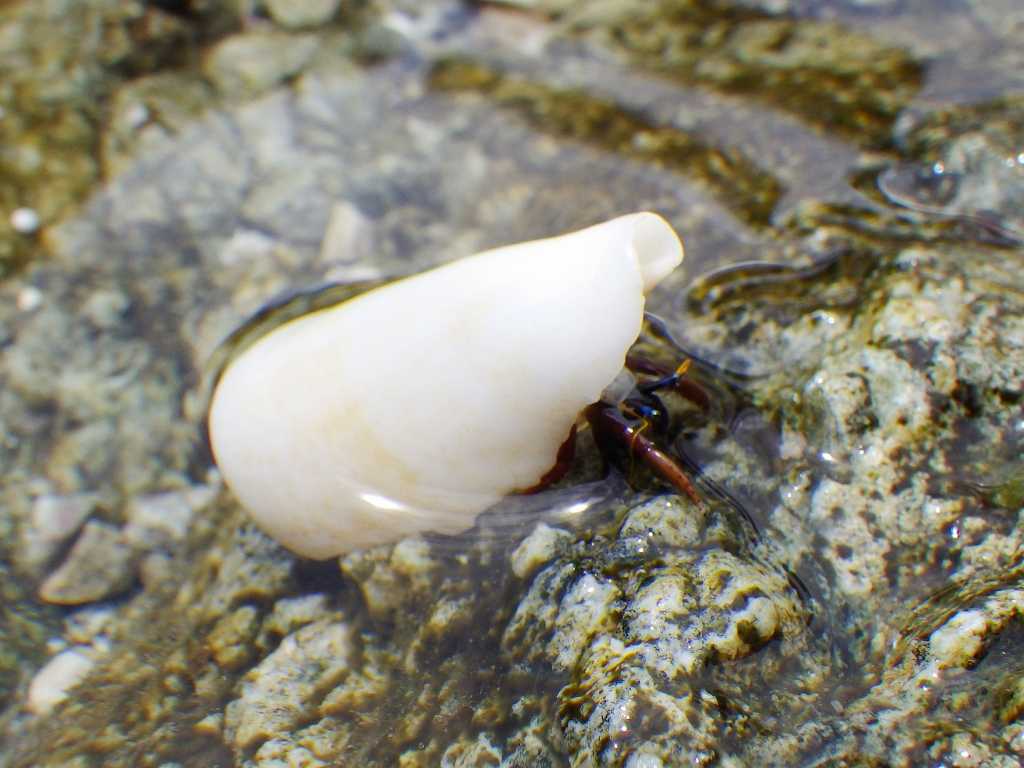 Neoxanthops 串本磯採集2019年8月下旬:甲殻類採集、ウスハオウギガニ(Neoxanthops lineatus)など | 海水魚が好き! - 楽天ブログ