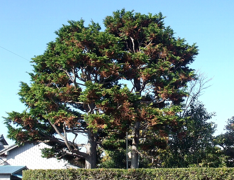 2013 ヒバの木剪定１.jpg