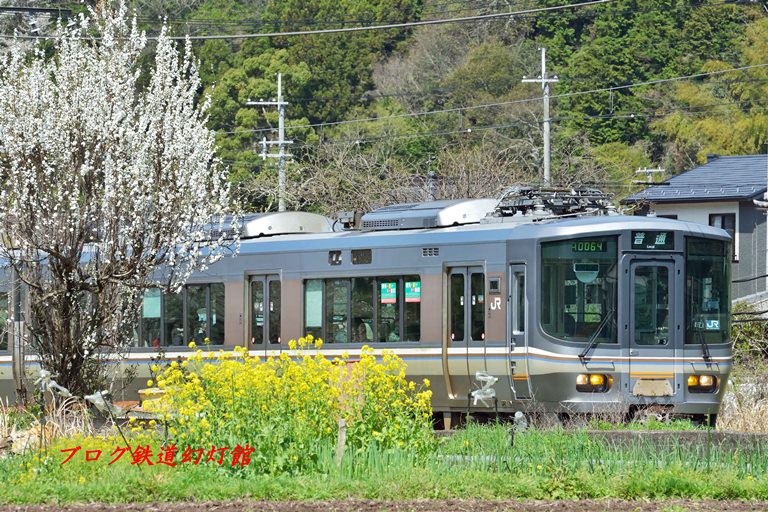 丹波路の普通電車と菜の花