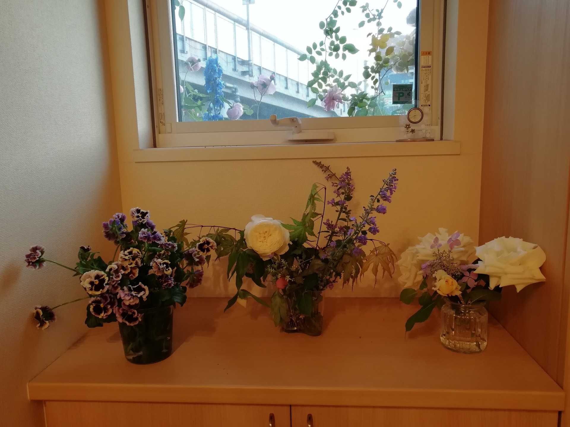 [ マダムピエールオジェ ] | 庭がなくても鉢バラでローズガーデン - 楽天ブログ
